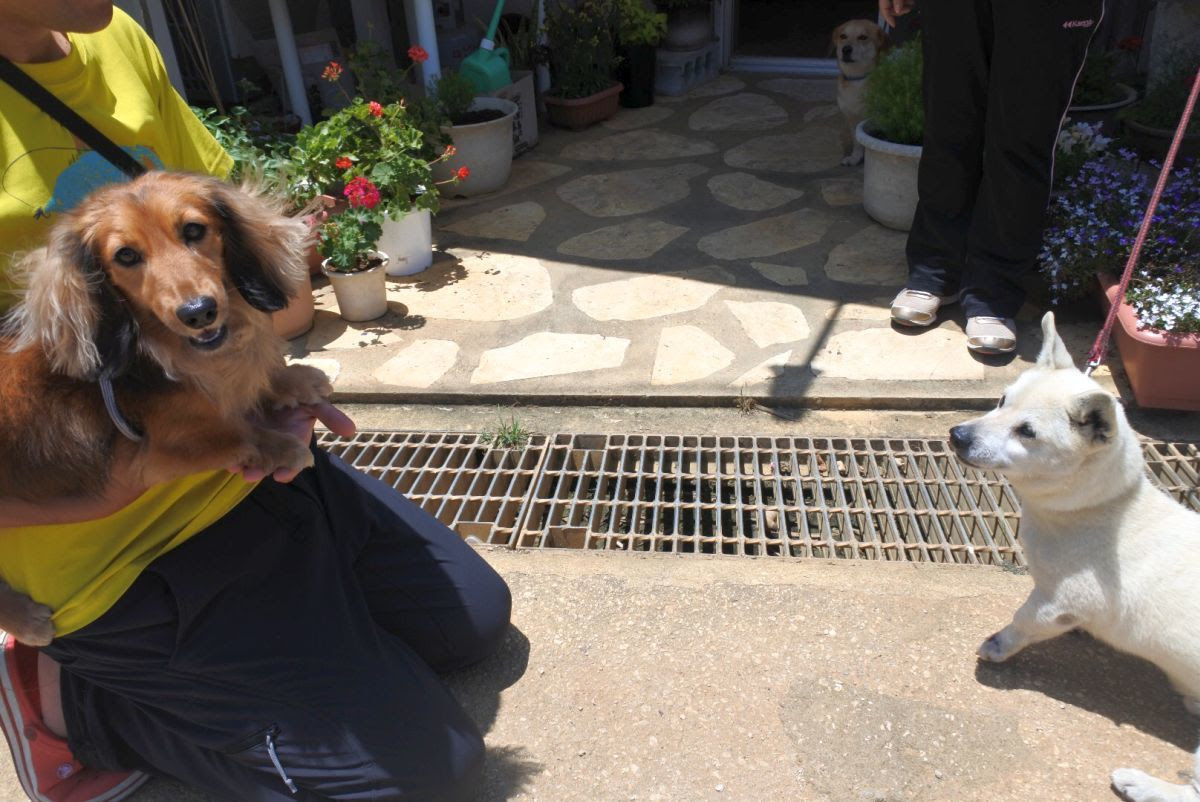 絶海の孤島で短足犬サミット そらうみ旅犬ものがたり