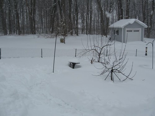 disappearingbirdbath