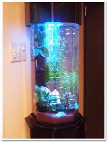 企業 自宅の設置事例 水槽レンタルなら日本観賞魚サービス