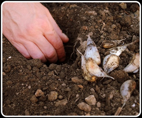 Garlic planting 1