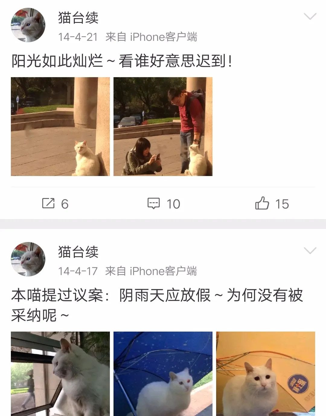 央视直播间溜进一只猫 网友愉快 吸猫 化身段子手 白岩松