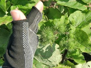 ゴボウの果実は ひっつき虫 でした Npo法人 三重スローライフ協会 農業塾