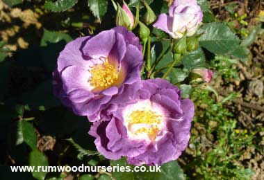 Blue For You Rose - Floribunda Potted and Bare Root Roses ...