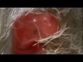 Baby Kangaroo Newborn