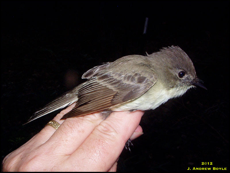 Eastern Pheobe