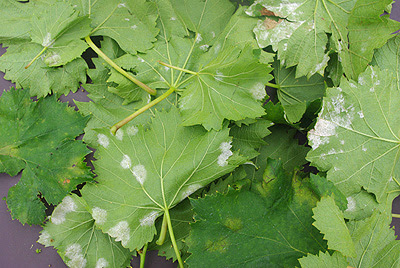 ５ 病気 害虫 日積観光ぶどう園 瀬戸の太陽