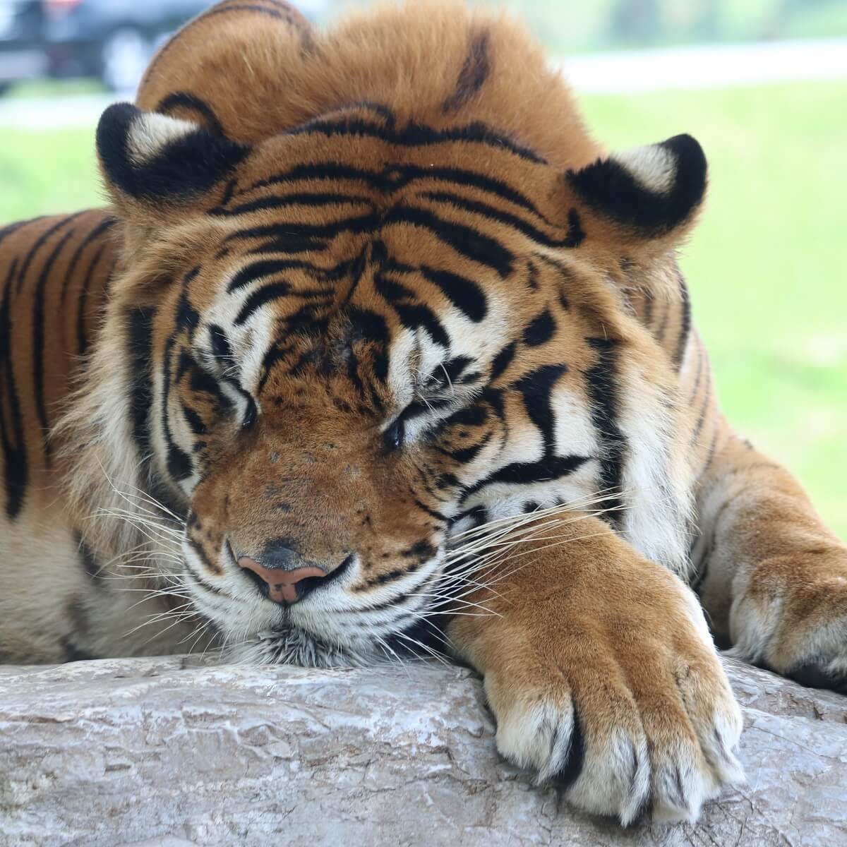 トラって何種類 日本で会える虎の特徴と見わけ方 Zoo Zoo Diary