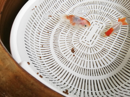 とっても怖い 金魚がひっくり返る病気 転覆病の直し方 対策 治療 ミズムック