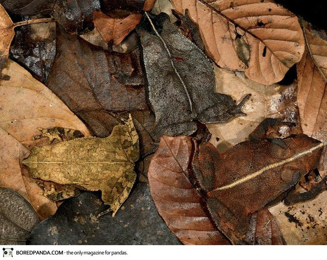 animal-camouflage-12