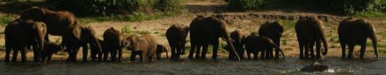 Foto di Chobe National Park