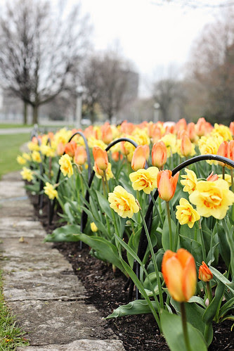 ottawa tulip festival - 2012