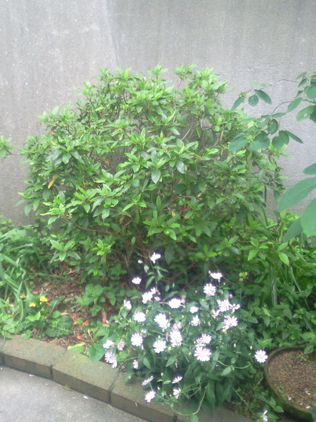 ツツジの剪定 時期 方法 写真 庭師のつぶやき日記