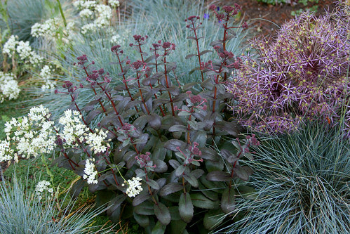 sedum, festuca, allium