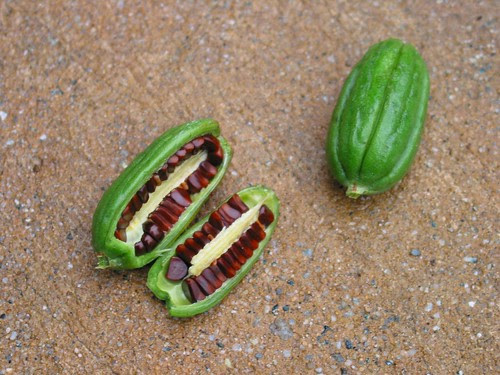 Seeds