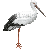 鸛 鵠の鳥 コウノトリのイラスト 条件付フリー素材集