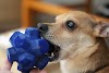 46+ Pet Toys For Dogs Images