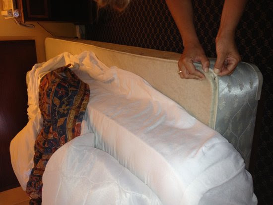 One of four llamas who graze and play at Hampton Inn, Caryville, TN ...