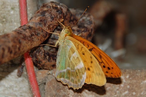 Silver Washed Fritillary