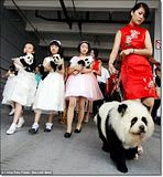 photo chinadyeingpetstolooklikewildanimals-1_zps8ff23bb0.jpg