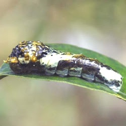 アゲハの幼虫の見分け方