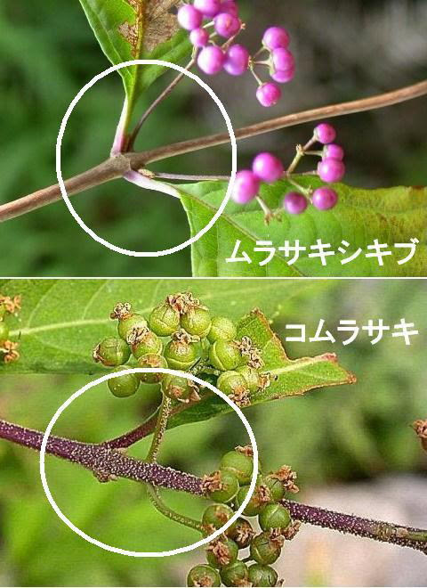コムラサキ
