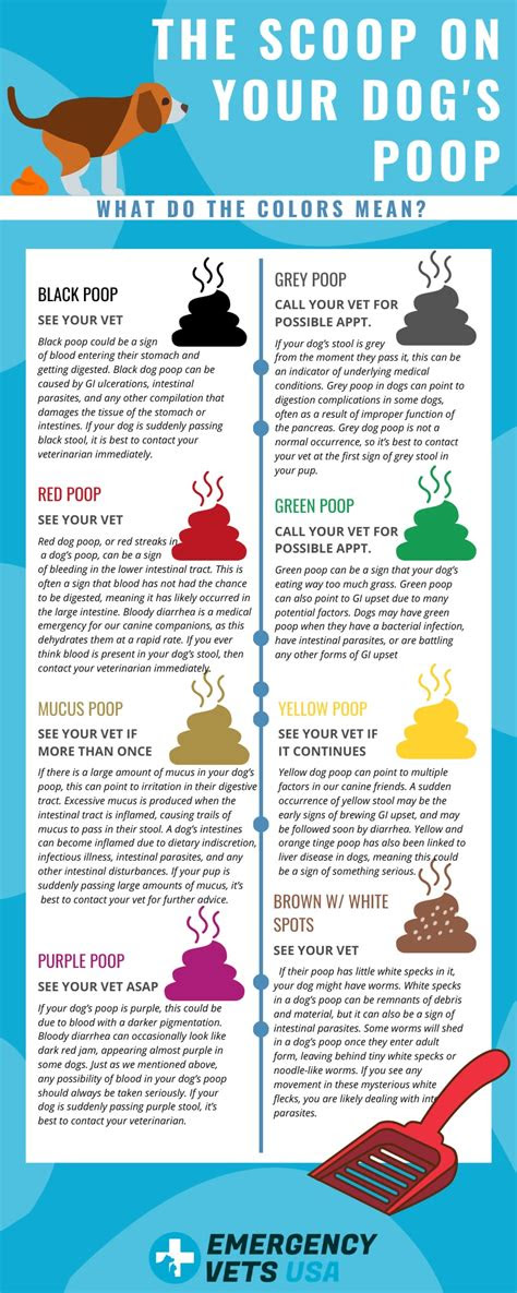  dog poo chart what the colour is telling you petbarn dog stool color