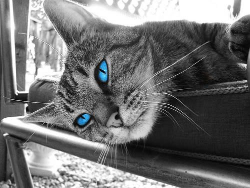 Greypaw ~ Apprentice