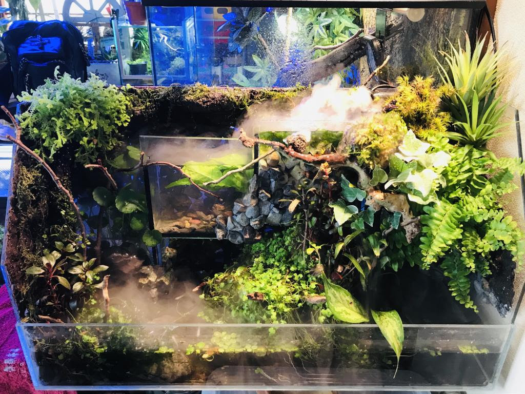 水槽部屋の水上葉をメインにレイアウトした水草水槽を全リセット 3つのポケットが増設された 自作テラリウム水槽を使って 槽内オーバーフロー溢水ミスト水草 テラリウム水槽 とした 生体に白メダカ投入 アクアルバム