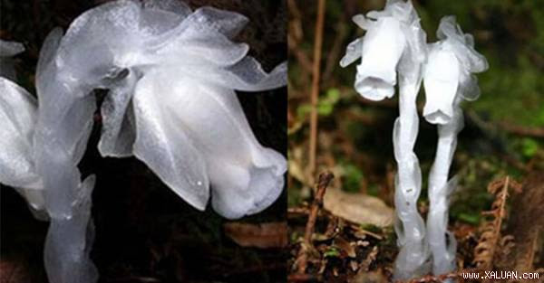 Người đàn ông leo núi bất ngờ phát hiện loài hoa như trong truyền thuyết