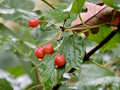 viburnum