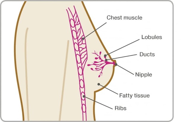 Breast Cysts