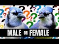 √70以上 blue jays birds male 310693-Blue jays birds difference between male and female