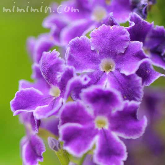 デュランタの花言葉 誕生花 デュランタ タカラヅカの花の写真 みみみんブログ