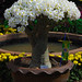 Adenium bonsai plant2