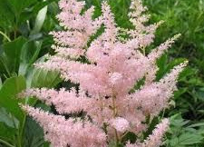 Shade Loving Plants Ireland