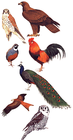 Wallpapers of Birds Birds