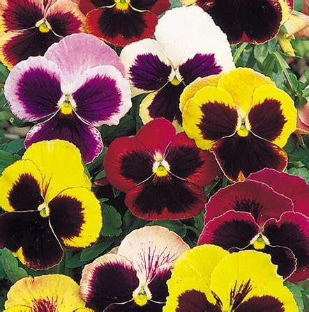 benih pansy swiss giants mixed  biji  fothergills