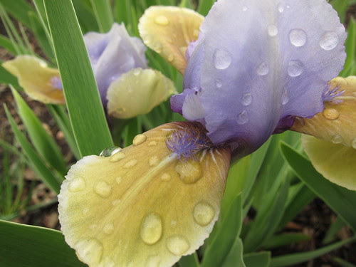 Iris