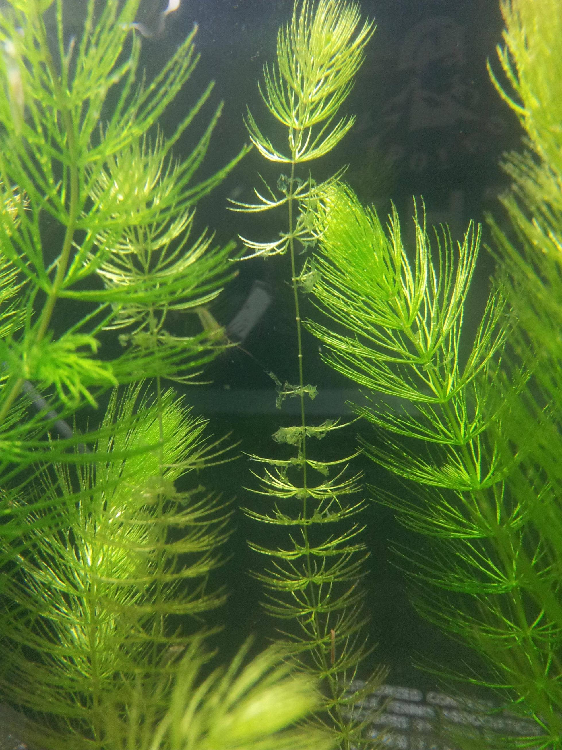 翠湖討論區 請問我的金魚藻出了什麼問題