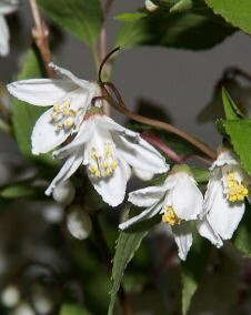 花 ヒメウツギ 5月19日の花と花言葉 ヒメウツギ 魅る魅るガーデニング