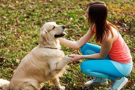 dog training american kennel club