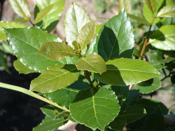Brilliant Bay Laurel Tree Leaves 680 x 510 · 41 kB · jpeg
