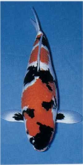 Showa Koi Type