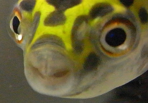 徒然河豚 歯が欠けた