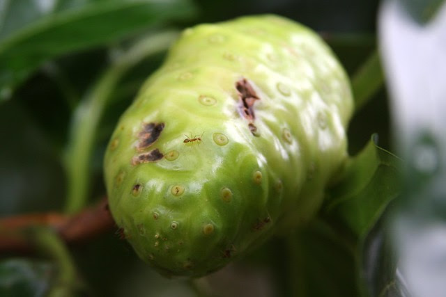 mystery fruit