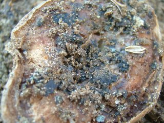 自家製堆肥で大収穫