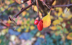 Three Red Berries