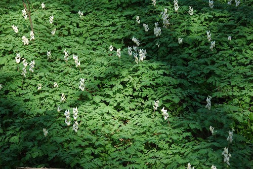Dicentra cucullaria, Dutchman's Breeches