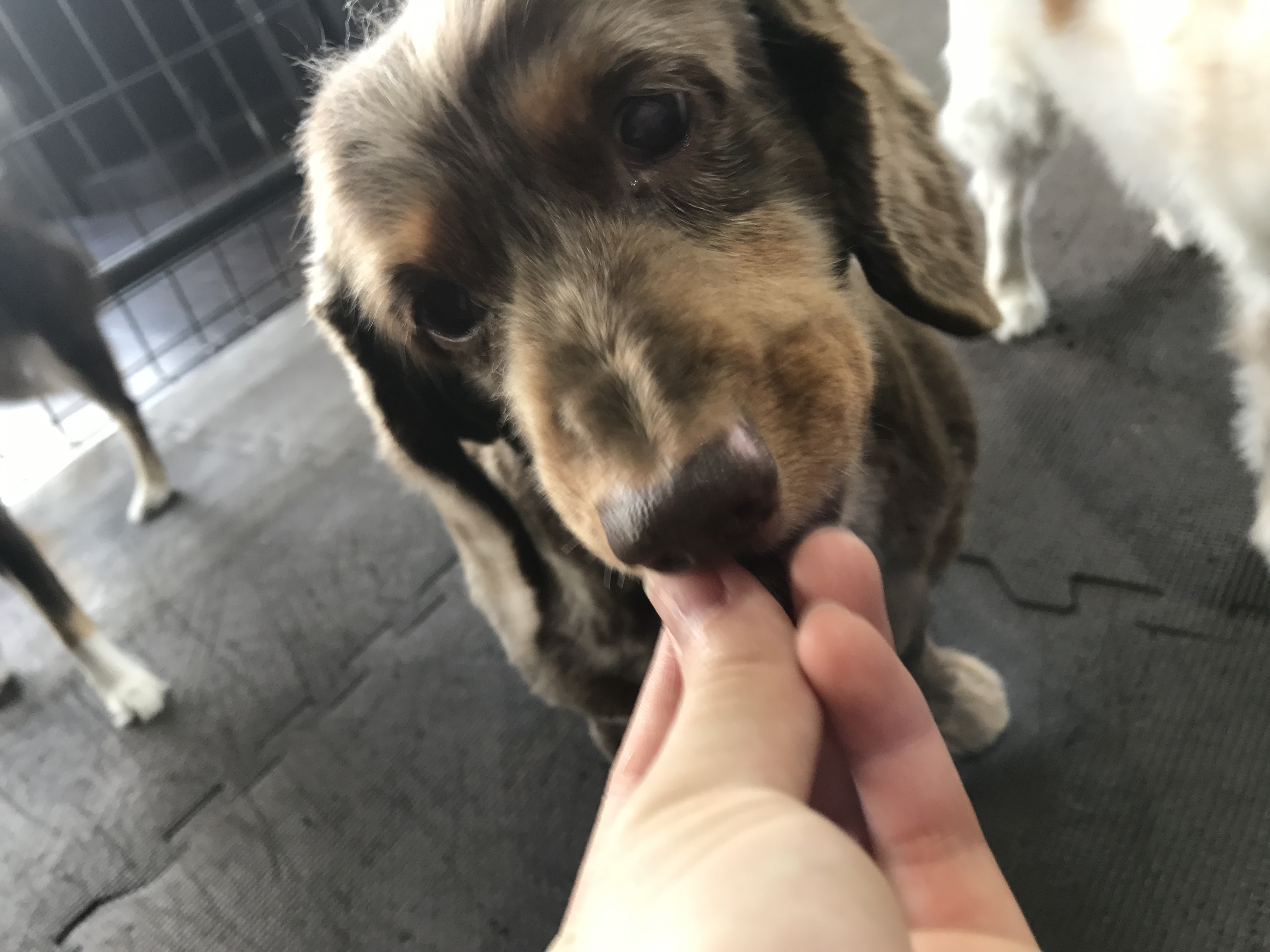 プレミアム老犬ホーム ペットホテル Dog Partners なかよしｆａｍｉｌｙｙ S B ｙ ｩ