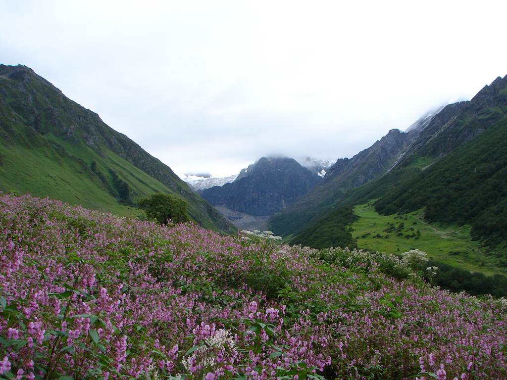 Valley of Flowers National Park India  Images